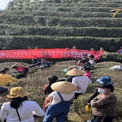 Early Winter, Busy with Tea Garden Management