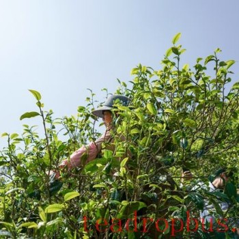 Spring Tea, the Most Beautiful Gift of the Year