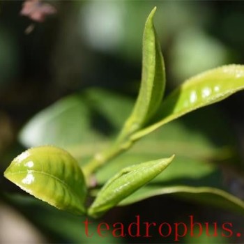 How Many Good Things Are in Pu-er Tea?