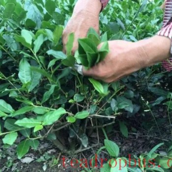 Tiegeluan-s Complex Process Yields Extraordinary Quality