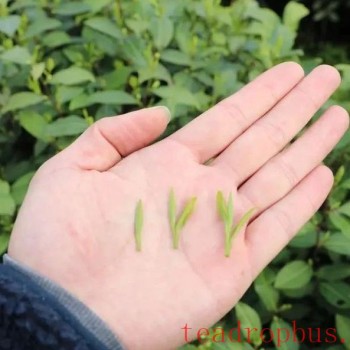 Hardcore Notes: Nine Questions to Help You Understand the Picking and Processing of High-Quality Green Tea