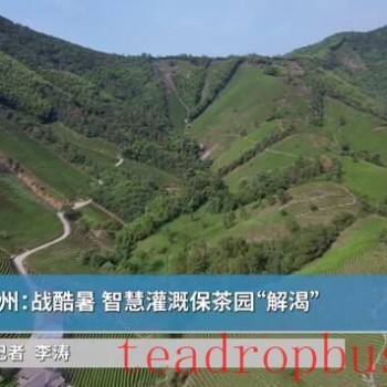 Zhejiang Huzhou: Battling the Heatwave; Smart Irrigation Ensures Tea Fields Stay Hydrated