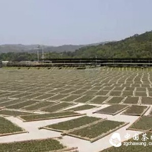 White Tea, Especially Shou Mei, Has High Collection Value