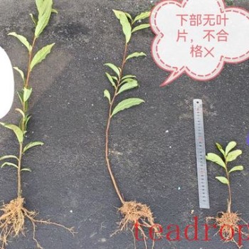 New Tea Garden Planting: Techniques for Transplanting Tea Seedlings