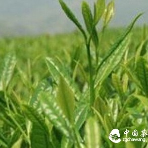 Longjing: Quenches Thirst, Lowers Blood Pressure, Antibacterial, Anti-Allergy to Products