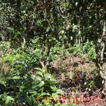 Three Elements to Identify Ancient Tree Pure Tea