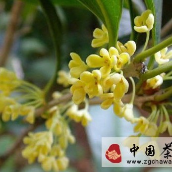 The Legend of Osmanthus