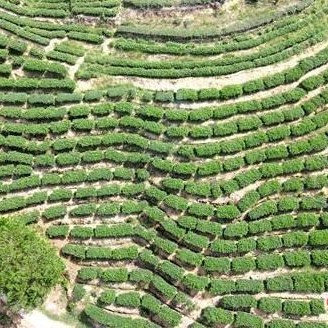 Sanming Youxi: Focusing on Ecology to Cultivate Fine Tea