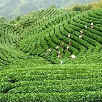 Guzhang Maojian—The Enduring Tea Melody of Ancient Yang River