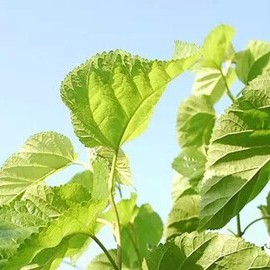 The 6 Major Benefits of Mulberry Leaf Tea