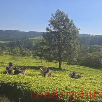 Malawi Initiates Digital Payments for Tea Sector