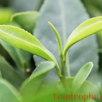 Rare &quot;Glacial Deposit Rock,&quot; the Foundation of Anhua Black Tea