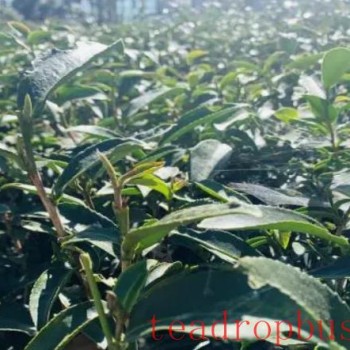 The Making Process of Fengqing Yunnan Black Tea (Dian Hong) Mei Zhan