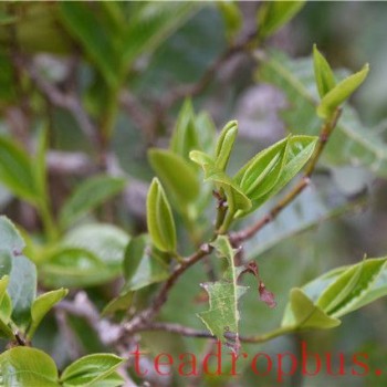 Puer Tea Production Areas