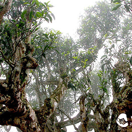 8 Kinds of Ancient Tree Single-Origin Pu'er Tea