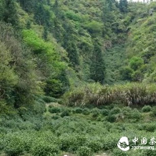 Tea Knowledge | What Makes High Mountain Keemun Black Tea So Magical?