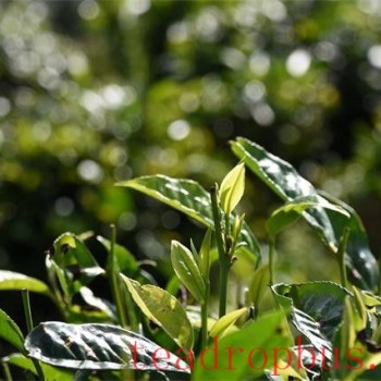 The Taste Characteristics of Nahan Pu-er Tea