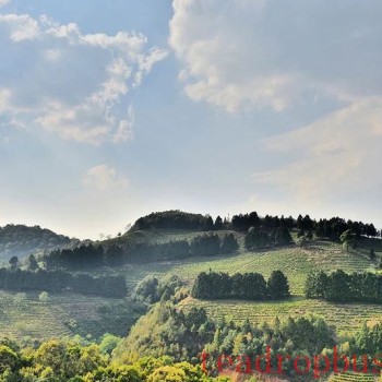 In Search of Tea in Changning: Spring Arrives and the Tea in Nino Is Fragrant