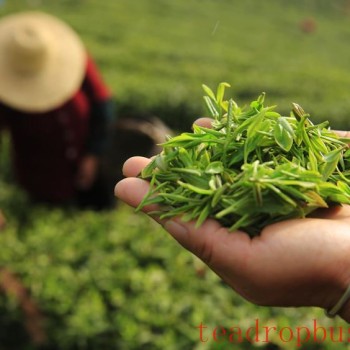 Lushan Yunwu Tea
