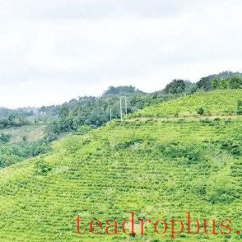Sustained Growth in the Tea Industry of Changning County