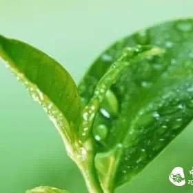 The Three Lives of Tea