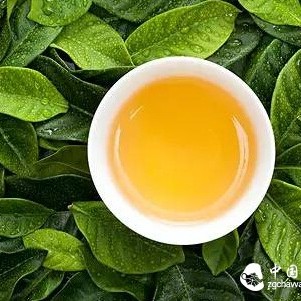 "Smoothness, Melting, Liveliness, Grittiness" – Pu-erh Tea is So Amazing! Unfortunately, Many People Don't Know