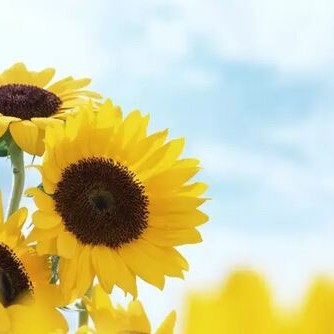 A Pot, A Story: Helianthus in Bloom — The Helianthus Antique Imitation Teapot