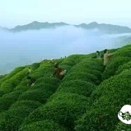 Chinese Tea History, Culture, and Cultivation Introduction