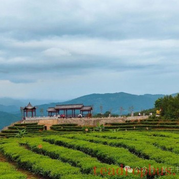 Gathering "Political" Energy for the Thousand-Year Tea Homeland —— Boosting the Tea Industry Development in Changning County through the County-s Political Consultative Conference