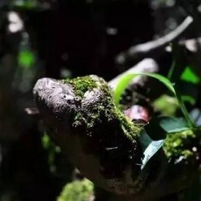 The Five Uniques of Pu'er Tea That Cannot Be Replicated