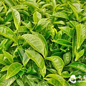 Don't Drink Expired Tea, Do You Know the Shelf Life of Various Tea Types?