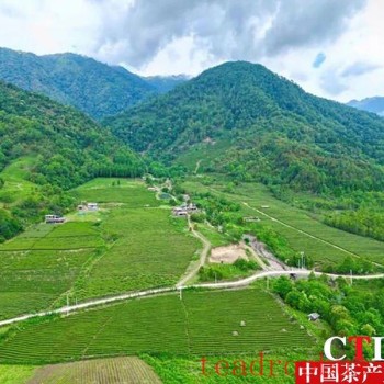 Tengchong Extreme Border Highland Tea Garden: Morning Frost and Verdant Beauty on the Ultimate Frontier