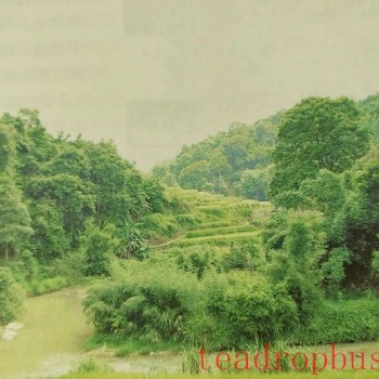 Carrying Tea Over Mountains to the Lion Village, Wooden Boats Transporting Tea Down to Wuzhou