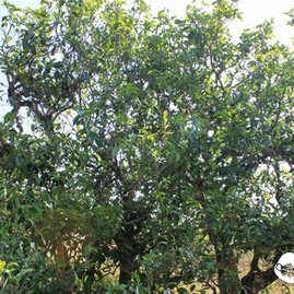 What Does Iceland Ancient Tree Tea Taste Like? Have You Ever Tried Authentic Iceland Tea?