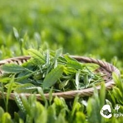 Different Ways to Drink Green Tea and Oolong Tea