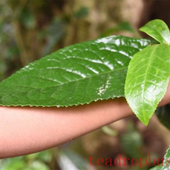About Tea: "Does it Hold Up to Steeping?" A Comprehensive Insight!