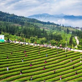 Mabian Intangible Cultural Heritage — Traditional Mabian Yi Tea Production Techniques