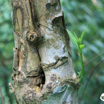 Dong Yue Talks Tea: Geden Ancient Tea Mountain of Pu'er's Six Famous Ancient Tea Mountains