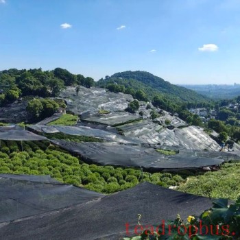 Wengjia Mountain Village Tea Garden: Greenery Unreduced, Drought Resistance in Progress!
