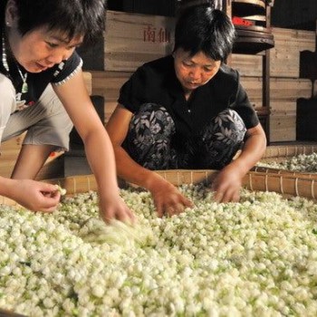 The Fuzhou jasmine tea