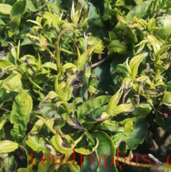 Identification and Control of the New Tea Pest, Mycterothrips gongshanensis (Thysanoptera: Thripidae)
