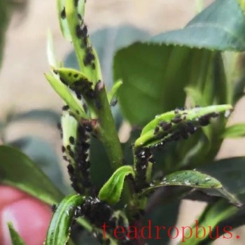 Technical Guidance: How to Control Tea Aphids in the Tea Garden?