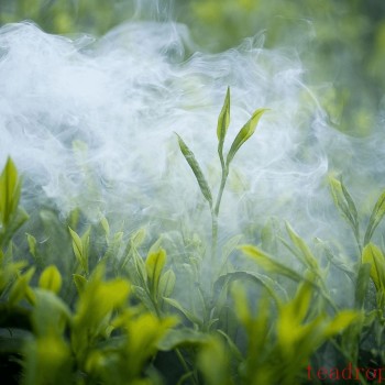 Where is the Most Renowned Origin of White Tea? Exploring the Best Places for White Tea