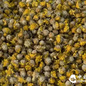 Are You Suitable for Drinking Chrysanthemum Tea?