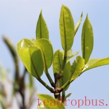 Where Does the "Freshness" of Tea Come From, and How to Savor It?
