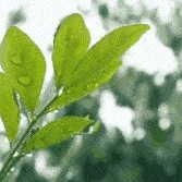 Recent Continuous Rainy Weather: Keep This Tea Storage Guide Handy!