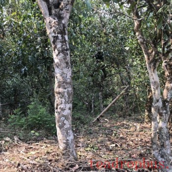 Puer Ancient Tree Spring Tea Characteristics