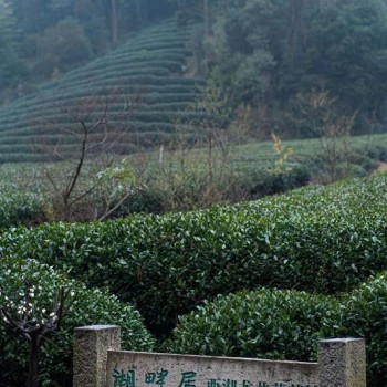 A Guide to Brewing West Lake Longjing Tea with Various Utensils is Here