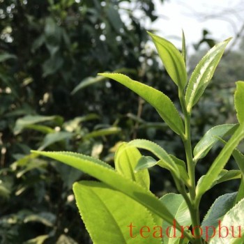 The New Tea Beverage Industry Accelerates Its Transformation Towards Healthier Options