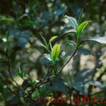 Tea Fragrance of Xishuangbanna: Yi Wu-s Wan Gong